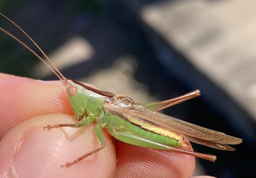 image of Ochelimum unispina