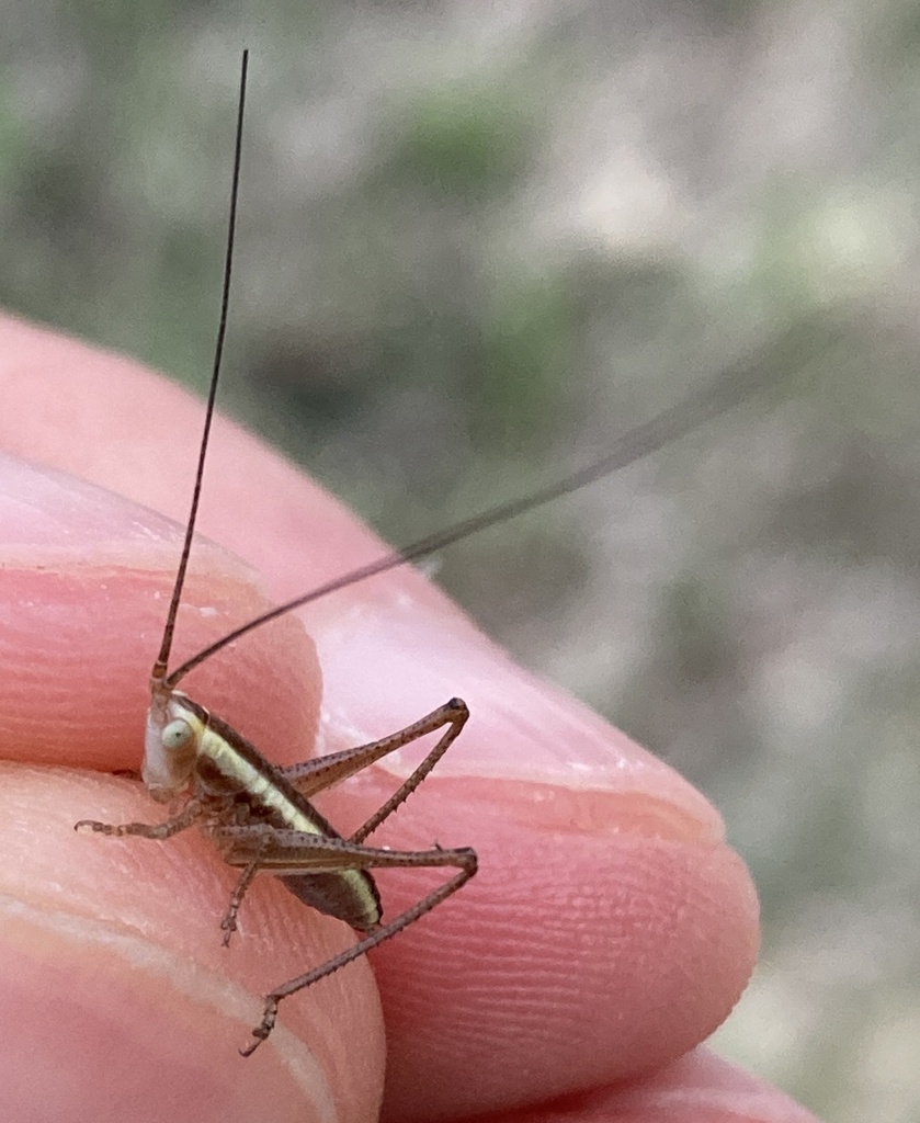 image of Ochelimum unispina