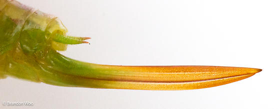 image of Ochelimum unispina