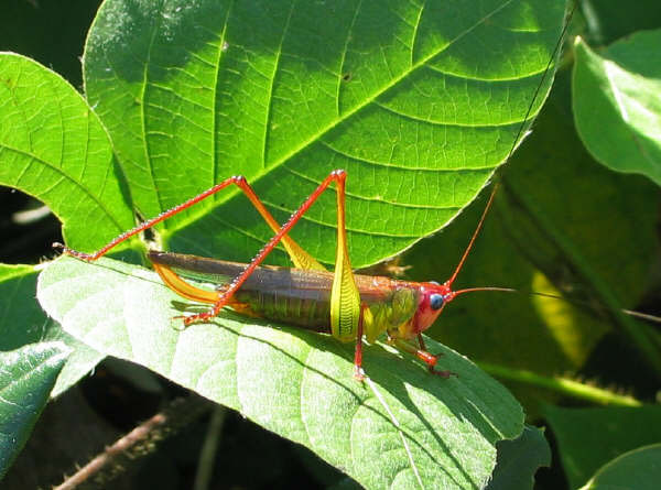 image of Orchelimum pulchellum