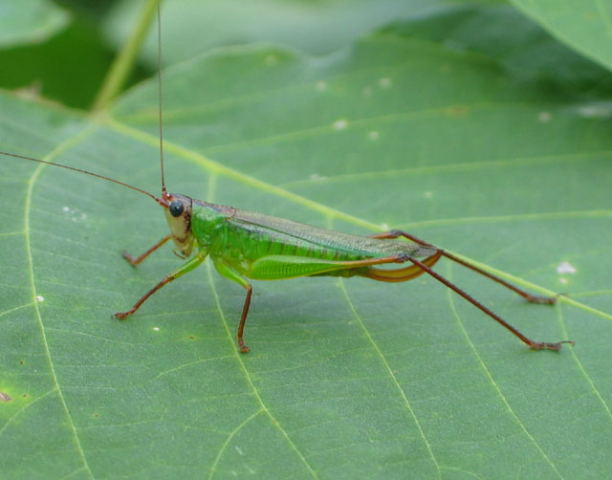 image of Orchelimum pulchellum