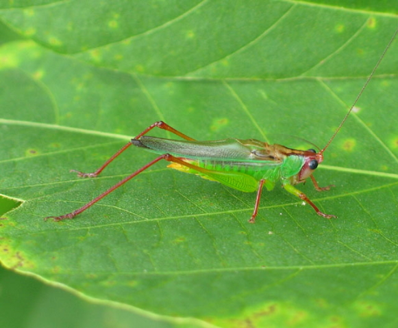 image of Orchelimum pulchellum