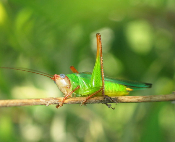 image of Orchelimum pulchellum