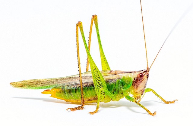 image of Orchelimum concinnum