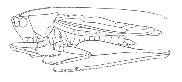 image of Orchelimum minor