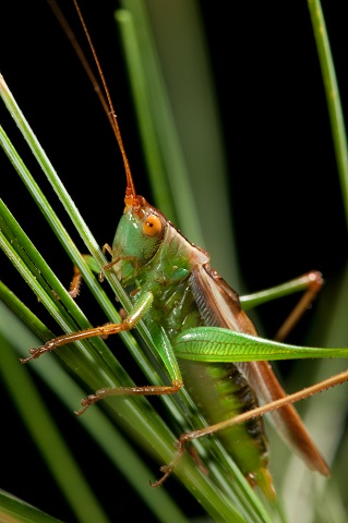 image of Orchelimum minor