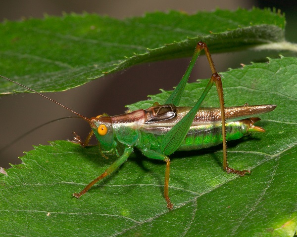image of Orchelimum minor