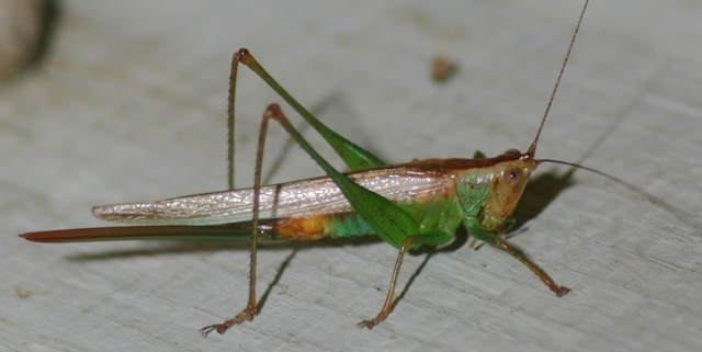 image of Orchelimum militare