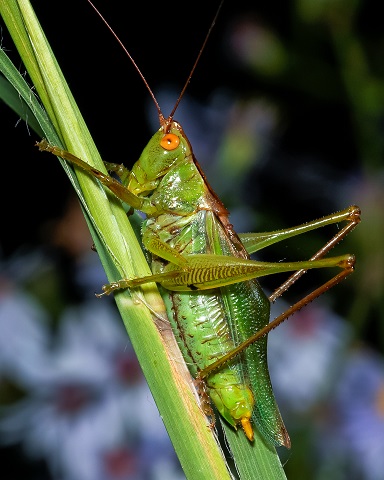 image of Orchelimum vulgare