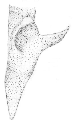 image of Orchelimum fidicinium