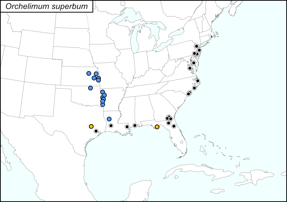 distribution map for Orchelimum superbum