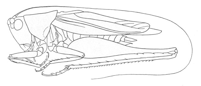 image of Orchelimum silvaticum
