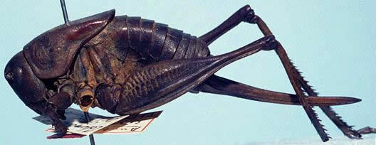 image of Anabrus cerciata