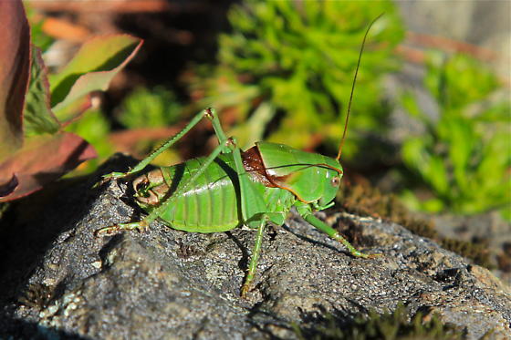 image of Anabrus cerciata