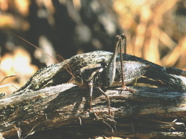 image of Anabrus longipes