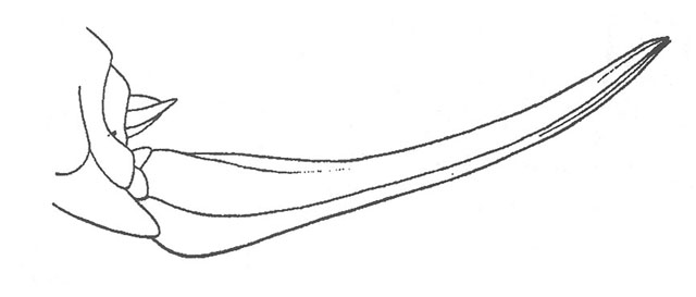 image of Pediodectes haldemanii