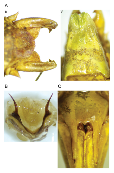 images of Aglaothorax ovatus male terminalia and titillators and female subgenital plate