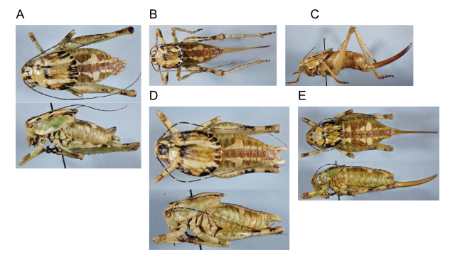 images of Aglaothorax ovatus male, female, female longicauda, male longicauda topotype, and female
