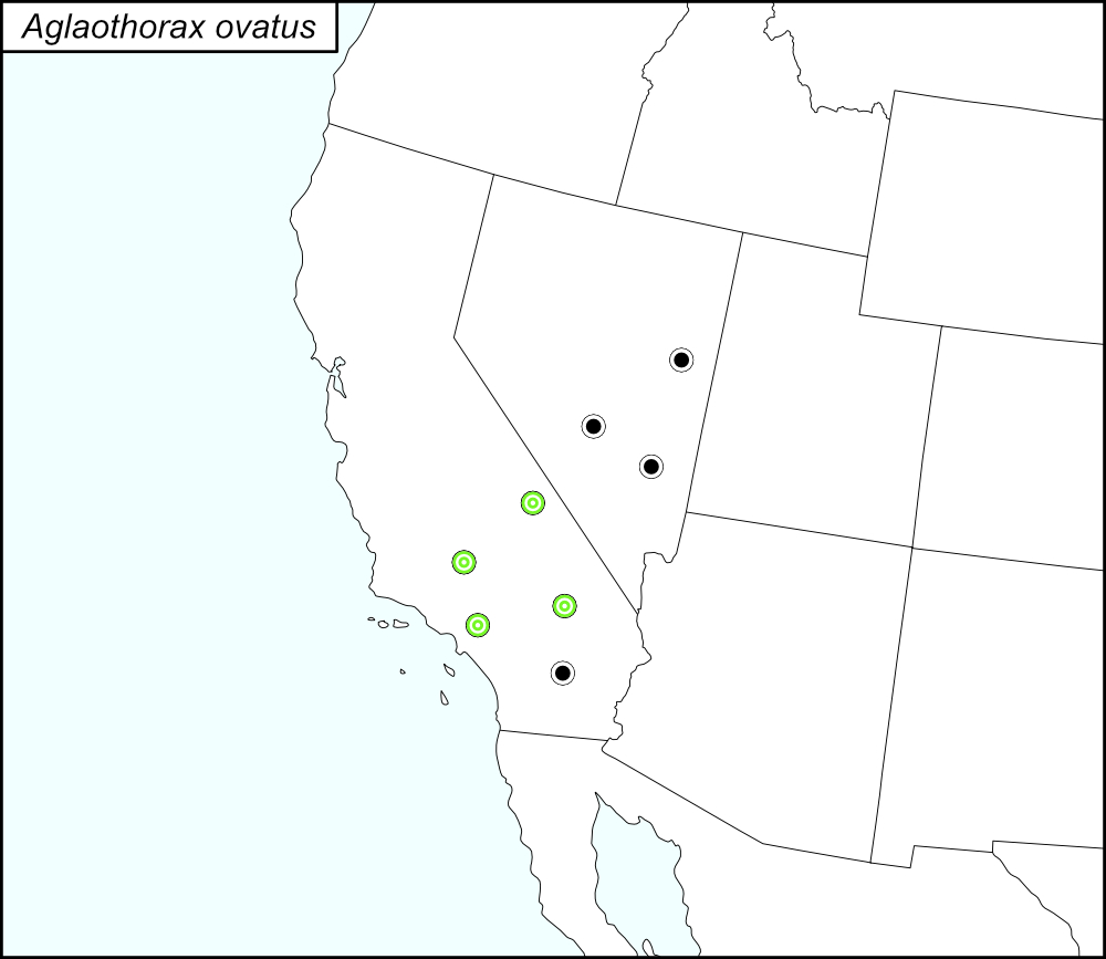 distribution map for Aglaothorax ovatus