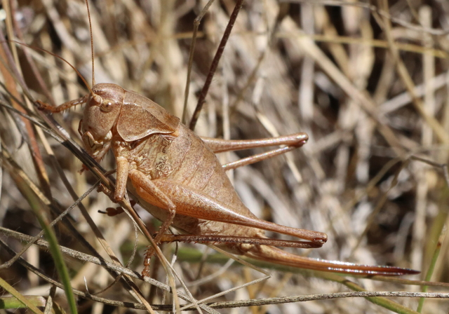 image of Steiroxys strepens