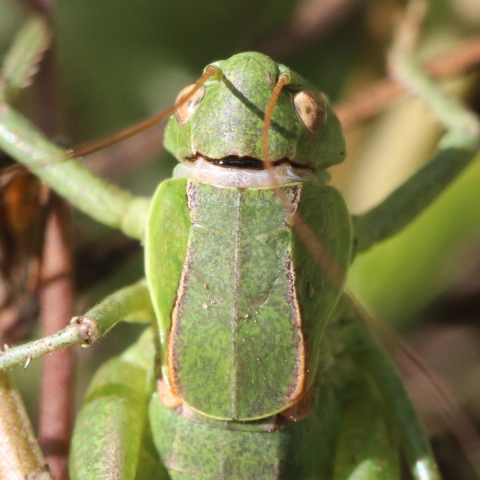 image of Steiroxys strepens