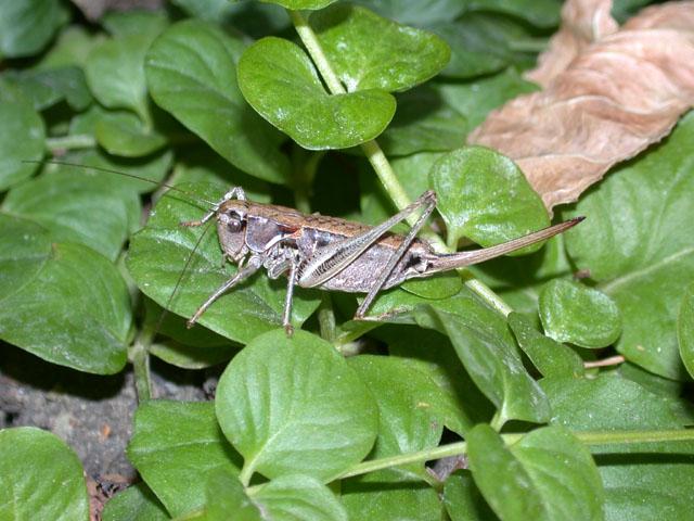 image of Steiroxys trilineata