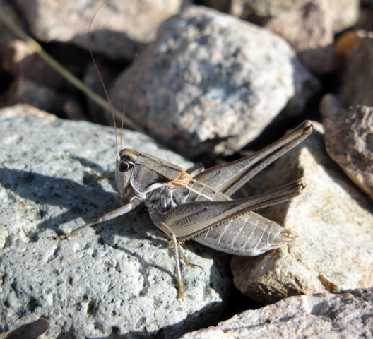 image of Steiroxys trilineata