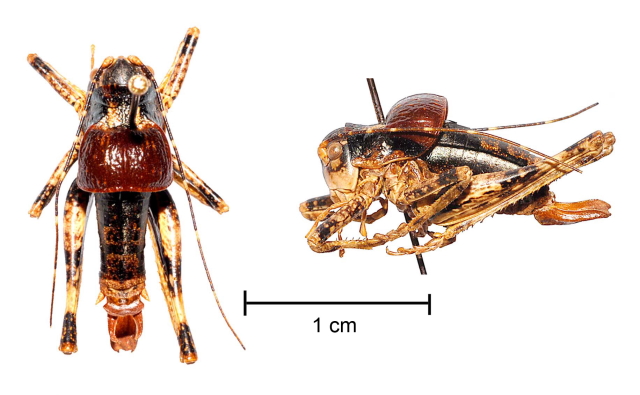 image of Phymonotus jacintotopos