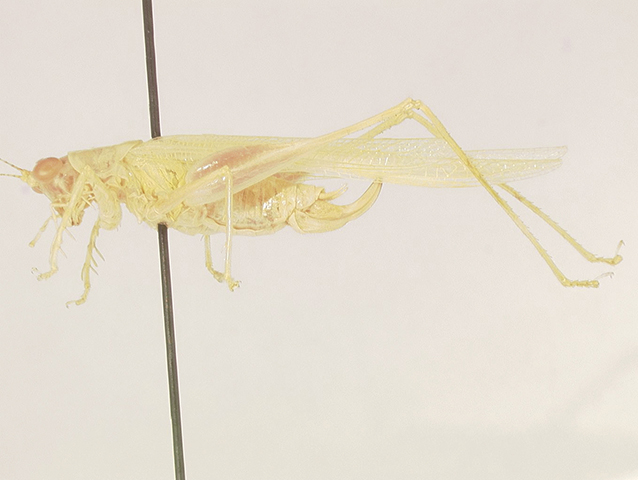 image of Phlugis sp