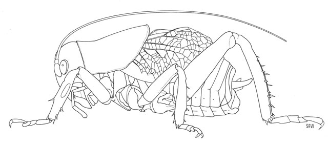 image of Cyphoderris buckelli