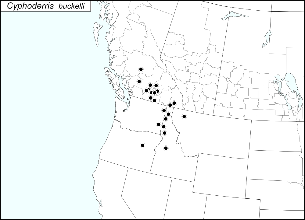 distribution map for Cyphoderris buckelli