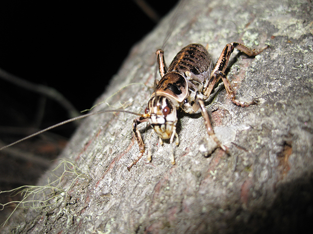 image of Cyphoderris buckelli