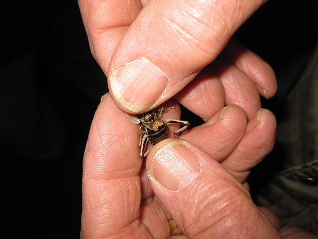 image of Cyphoderris buckelli