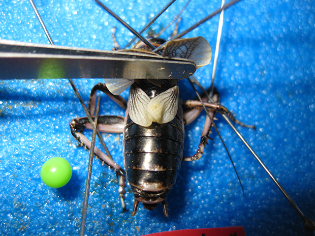 image of Cyphoderris buckelli