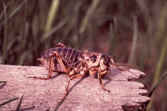 image of Cyphoderris strepitans
