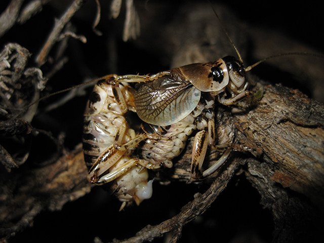 image of Cyphoderris strepitans