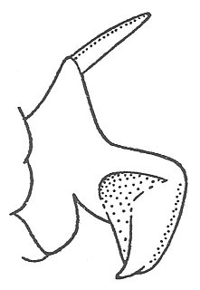 image of Cyphoderris monstrosa