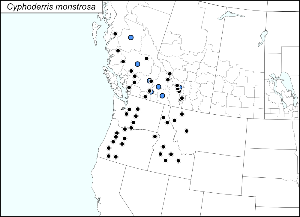 distribution map for Cyphoderris monstrosa