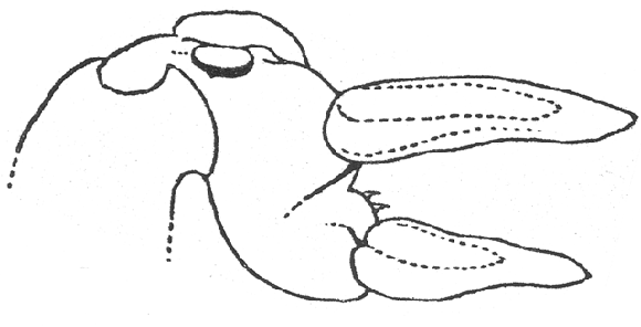 image of Neoscapteriscus borellii