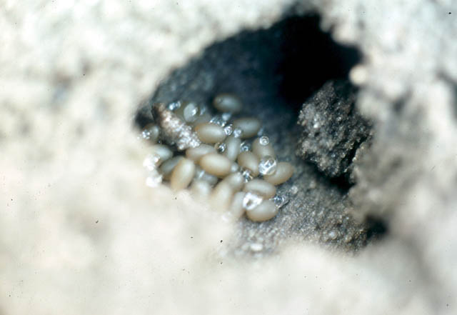 image of Neoscapteriscus borellii