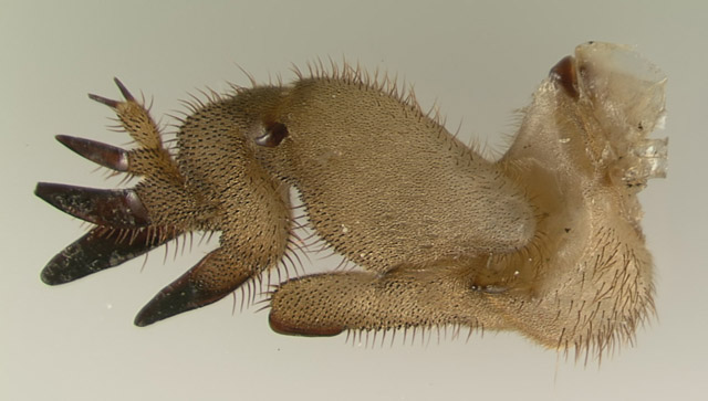image of Neoscapteriscus borellii