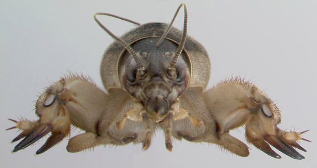 image of Neoscapteriscus borellii