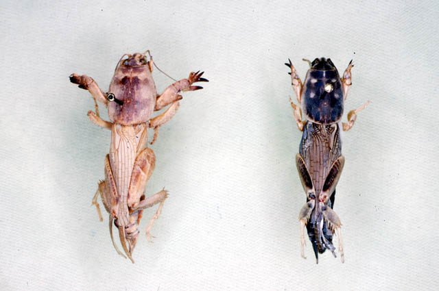 image of Neoscapteriscus borellii