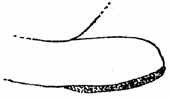 image of Neoscapteriscus vicinus