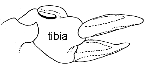 image of Neoscapteriscus vicinus