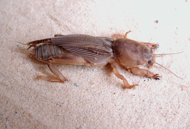 image of Neoscapteriscus vicinus