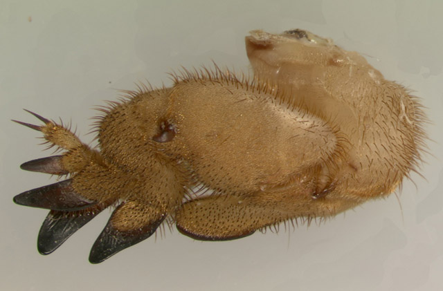 image of Neoscapteriscus vicinus