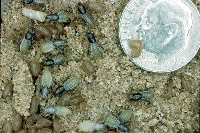 image of Neoscapteriscus vicinus