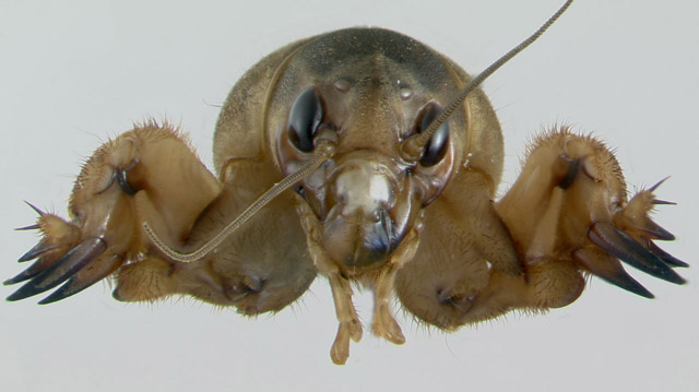 image of Neoscapteriscus vicinus