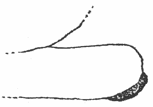 image of Neoscapteriscus abbreviatus